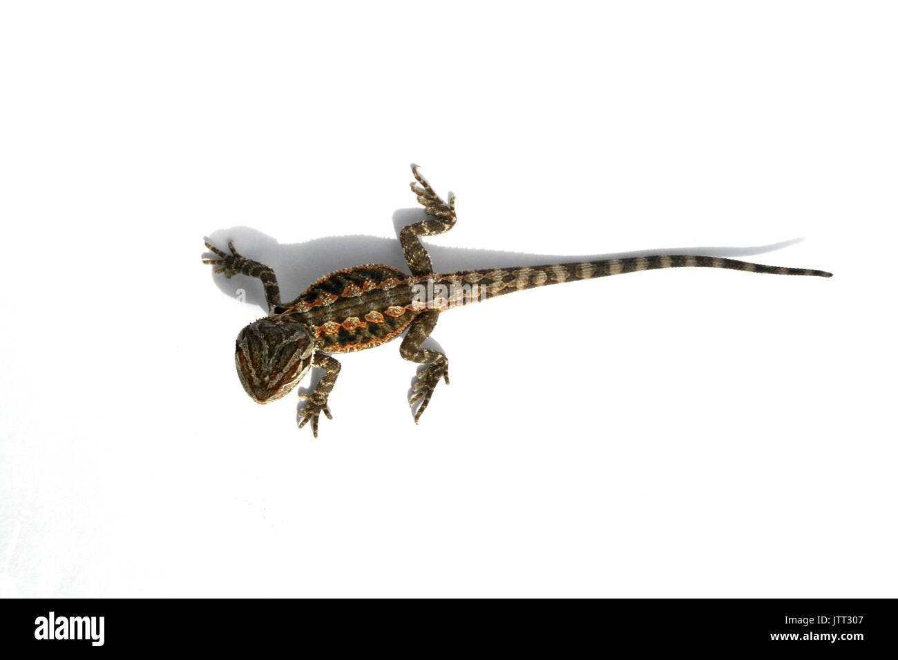 Zentrale Bartagamen, Pogona Vitticeps, dorsalansicht der Jugendlichen ins Landesinnere Bartagamen auf weißem Hintergrund. Australien, Captive australische Eidechse Stockfoto