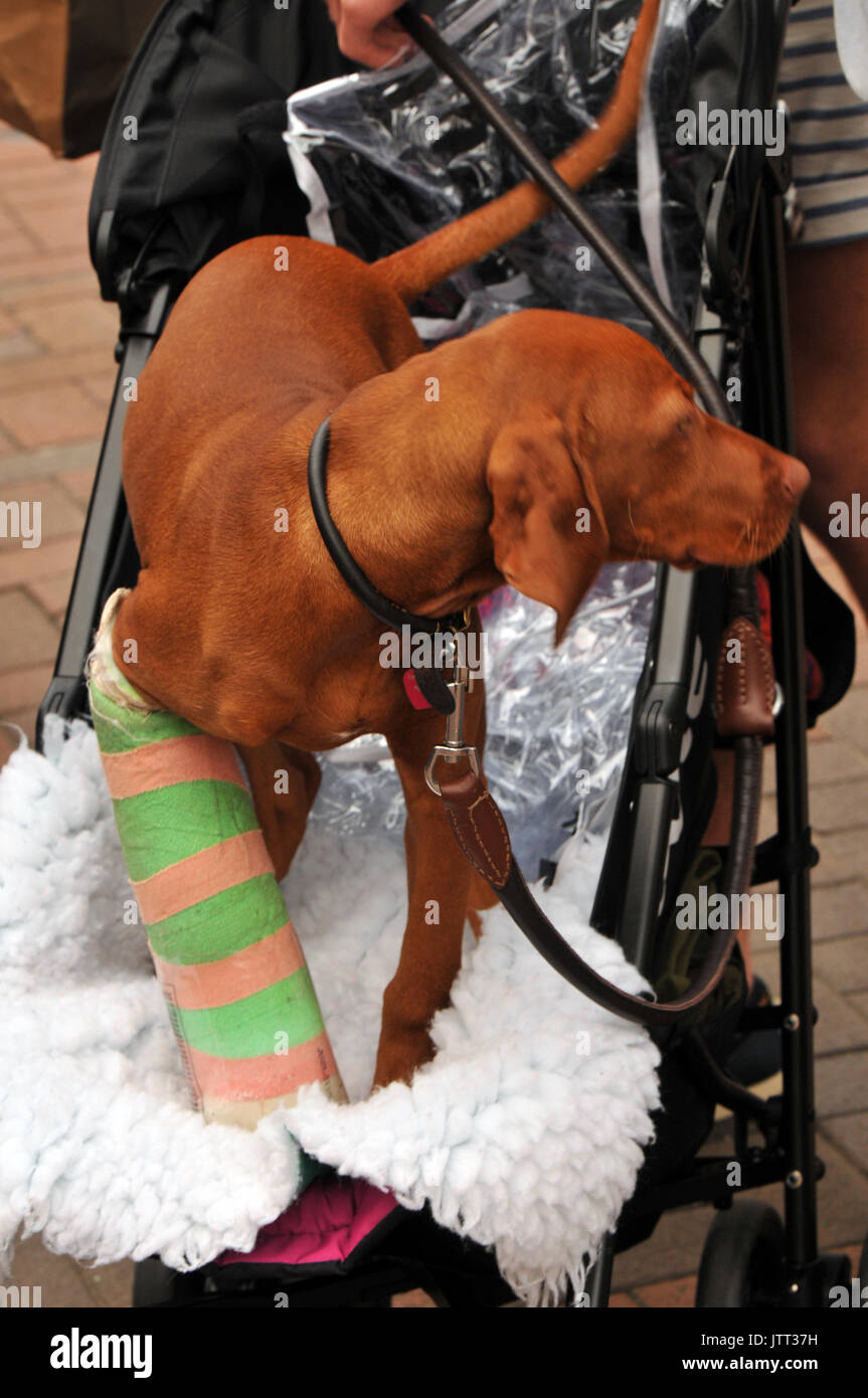 Verletzungen verletzungen verwundet Fotos und Bildmaterial in hoher