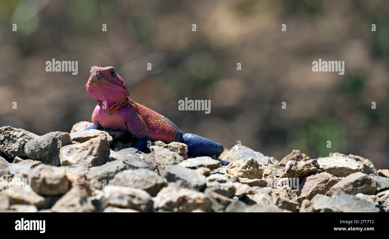 Rainbow lizard closeup in Ostafrika beteiligt Stockfoto