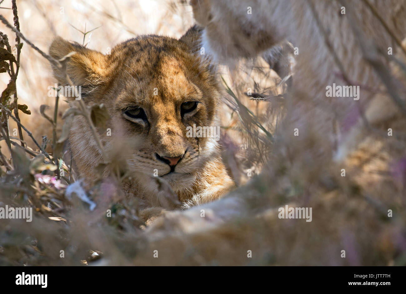 Porträt einer Baby Löwe im Trog eine Bush getroffen Stockfoto