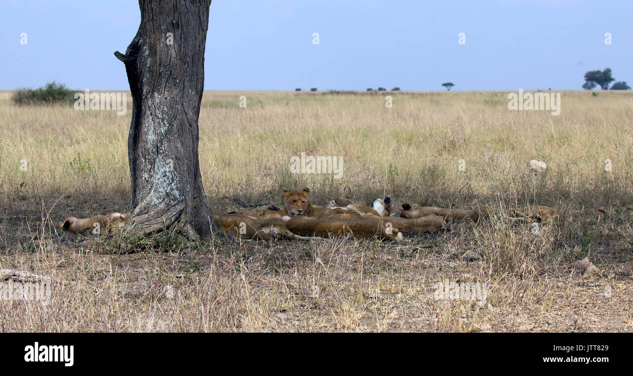 Gruppe der wilde Löwen schlafen unter einem Baum Stockfoto