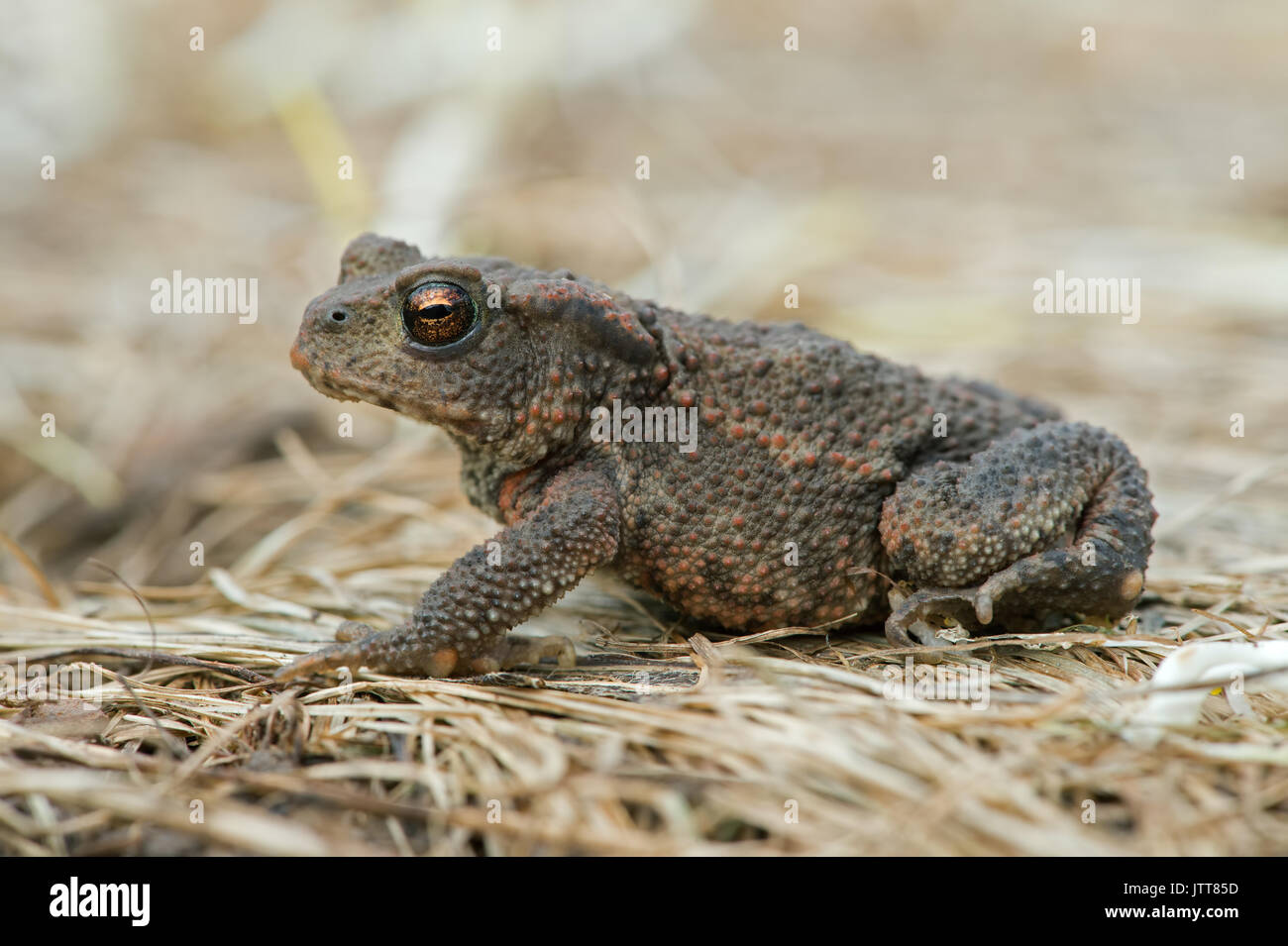 Juvenile Erdkröte (Bufo bufo) Stockfoto