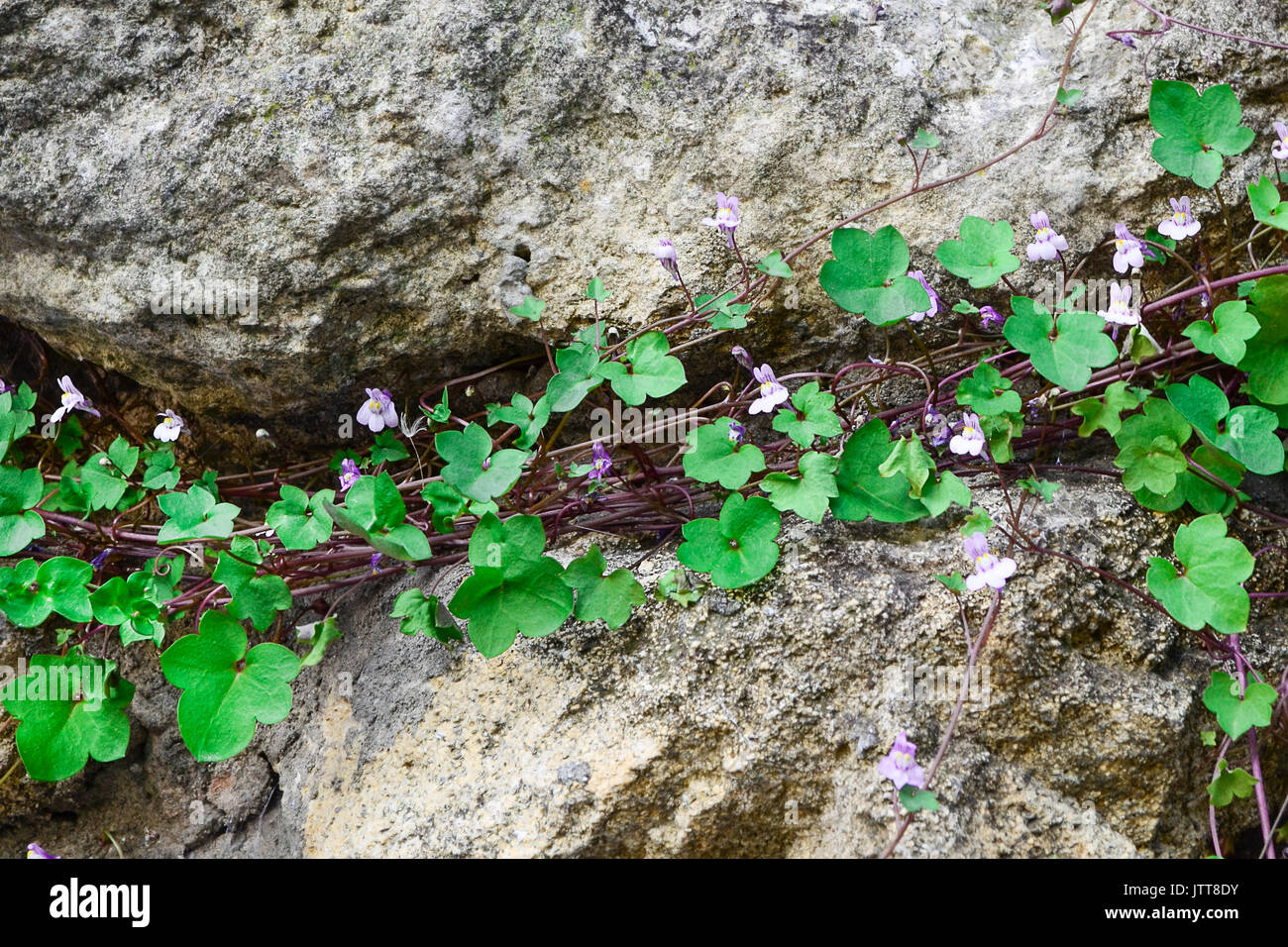 Eine Anlage mit Blumen und grüne Blätter wächst auf einem Stein. Das Konzept des Überlebens und der Lebensenergie. Stockfoto