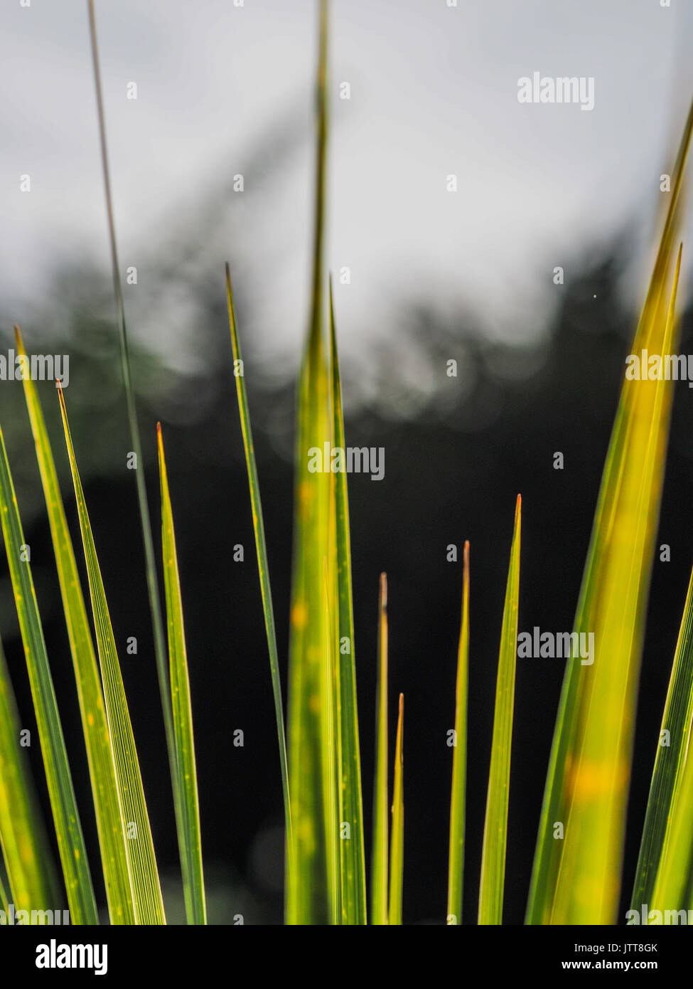 Cabbage Tree Blätter in Neuseeland Landschaft. Der frühe Frühling, ein sonniger Tag, Muster in Grün und Gelb. Stockfoto