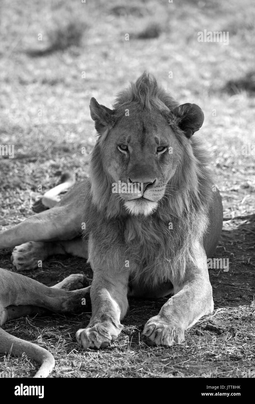 Der König der Löwen in der Serengeti National Park, Ostafrika Stockfoto