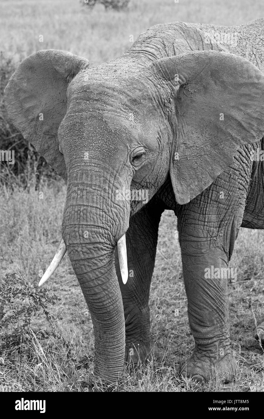 In der Savanne Elefant, Schwarz und Weiß Stockfoto