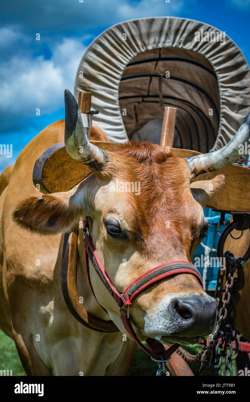 Ernte, dreschmaschine Tage, Displays und Erholung der antiken landwirtschaftliche Geräte und Techniken in Lancaster County. Stockfoto