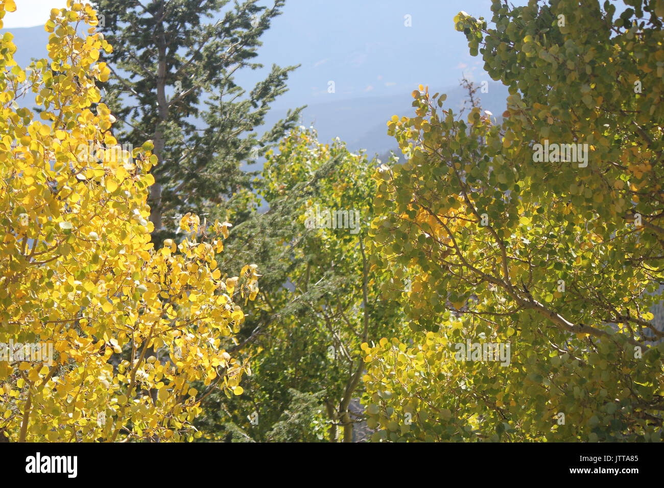 Golden Aspen Bäumen mit Blick auf Moraine Park im Rocky Mountain National Park im Herbst Stockfoto