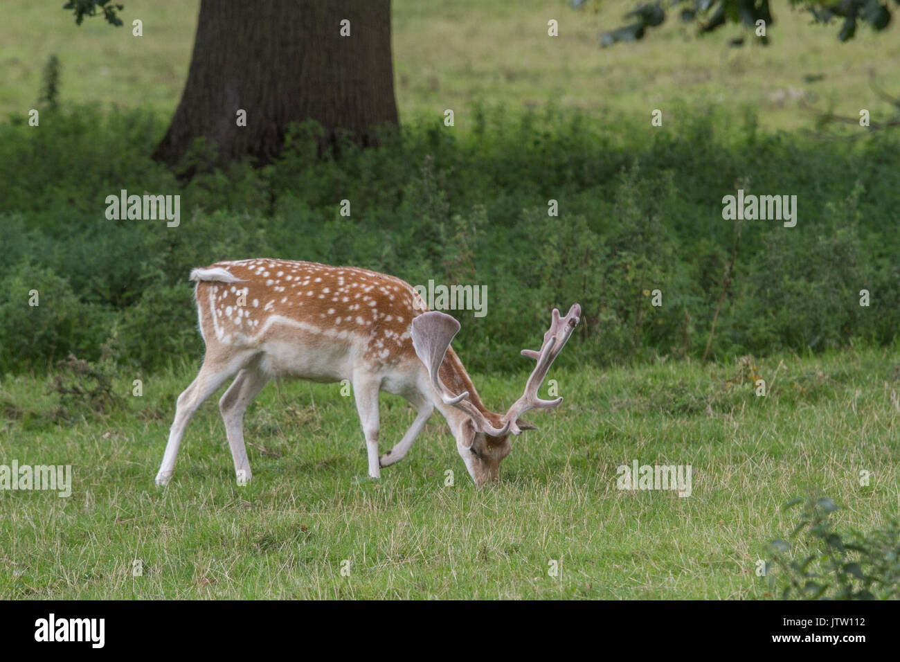 Bristol, UK. 10 Aug, 2017. Junge Hirsche Dollars mit wachsenden Geweihe Beweidung in Ashton Hof Immobilien in Bristol Credit: Amer ghazzal/Alamy leben Nachrichten Stockfoto