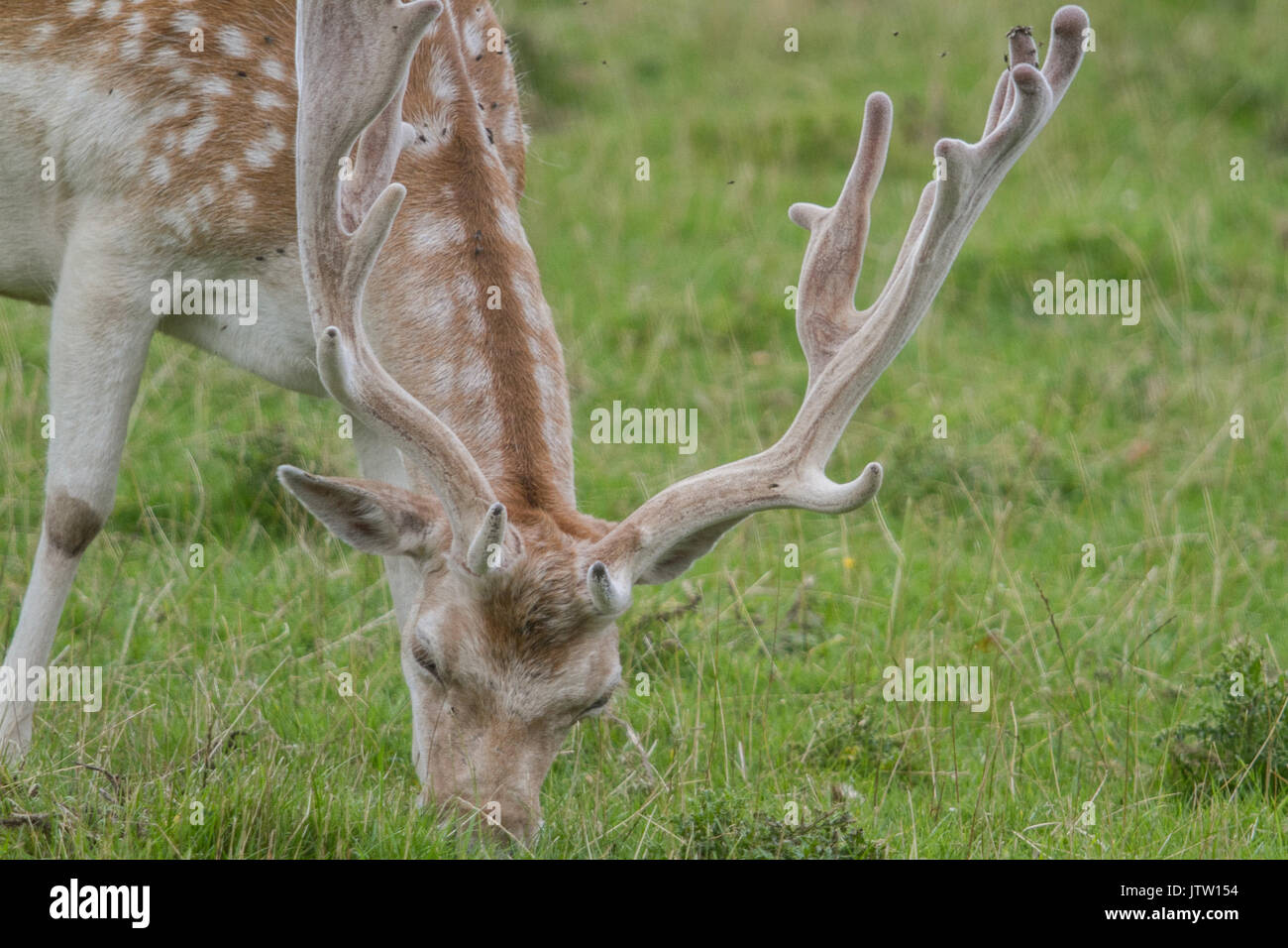 Bristol, UK. 10 Aug, 2017. Junge Hirsche Dollars mit wachsenden Geweihe Beweidung in Ashton Hof Immobilien in Bristol Credit: Amer ghazzal/Alamy leben Nachrichten Stockfoto