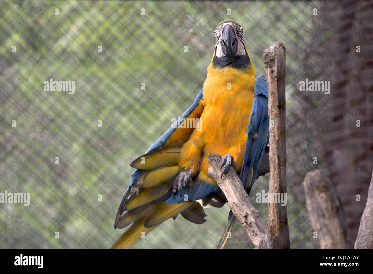 Blau-gelbe Ara (Ara ararauna) lustig posieren, das Stehen auf einem Bein Stockfoto