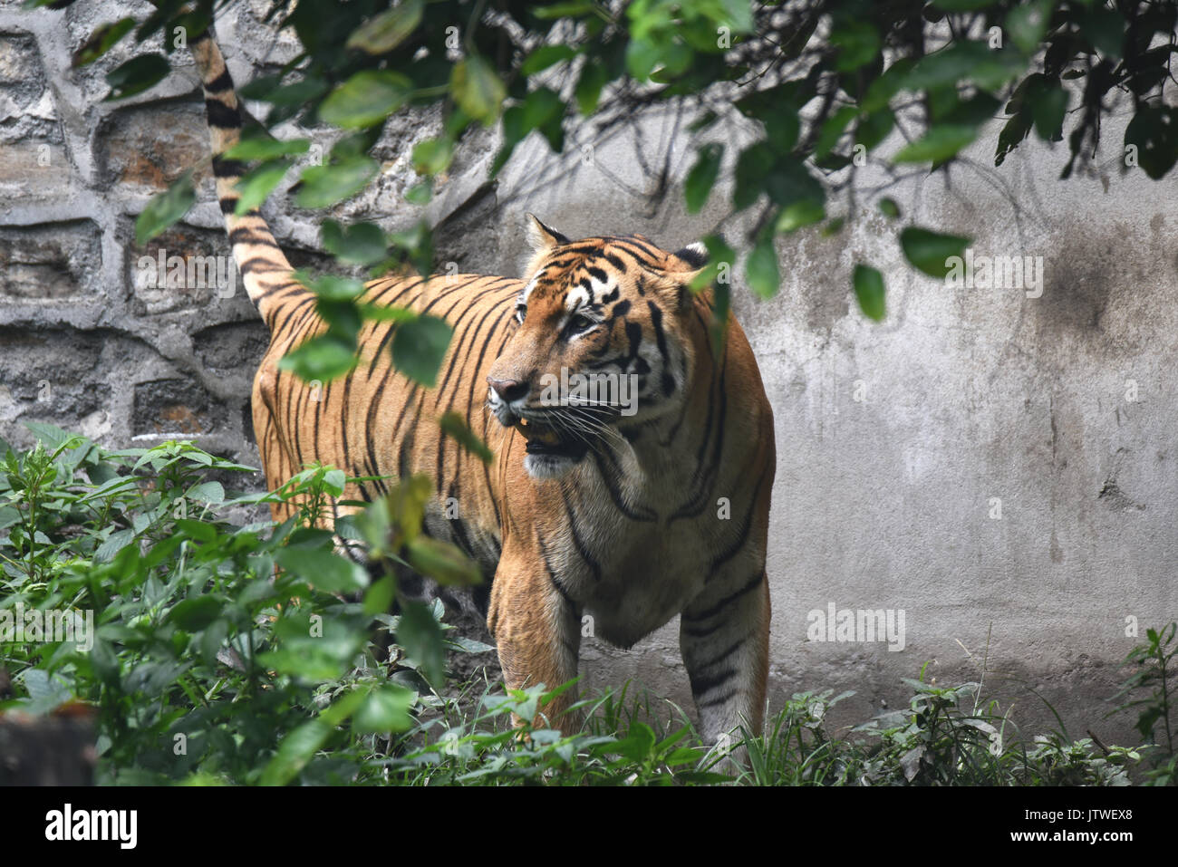 Der Royal Bengal Tiger (Panthera tigris tigris) Stockfoto