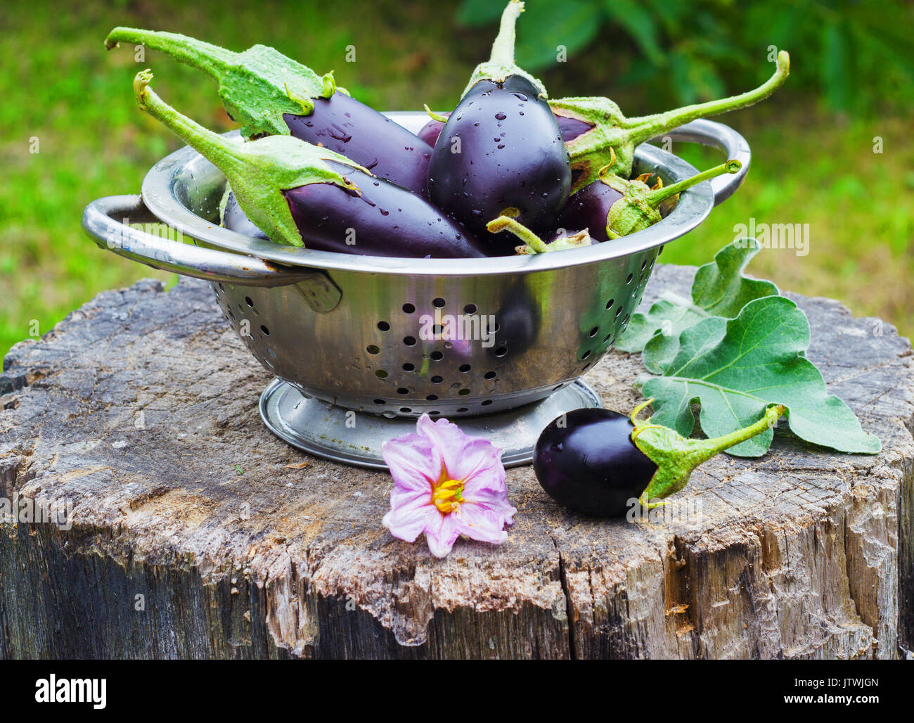 Auberginen in einem Sieb in der Straße auf einem Baumstumpf garten sommer Stockfoto