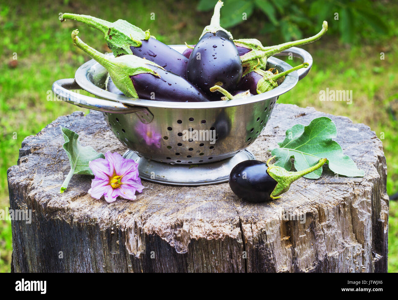 Auberginen in einem Sieb in der Straße auf einem Baumstumpf garten sommer Stockfoto