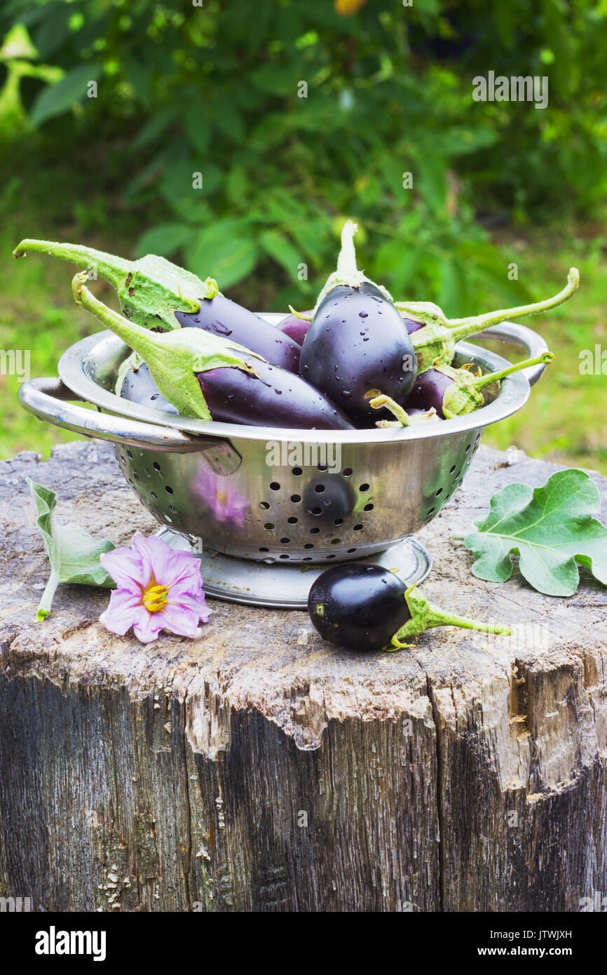 Auberginen in einem Sieb in der Straße auf einem Baumstumpf garten sommer Stockfoto