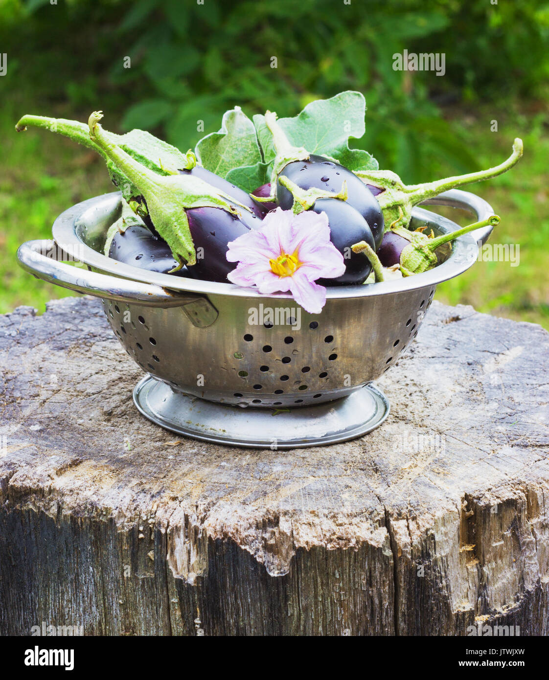 Auberginen in einem Sieb in der Straße auf einem Baumstumpf garten sommer Stockfoto