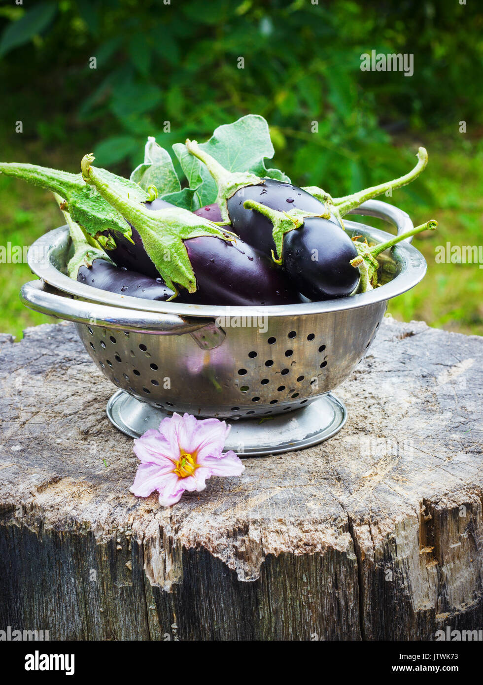 Auberginen in einem Sieb in der Straße auf einem Baumstumpf garten sommer Stockfoto