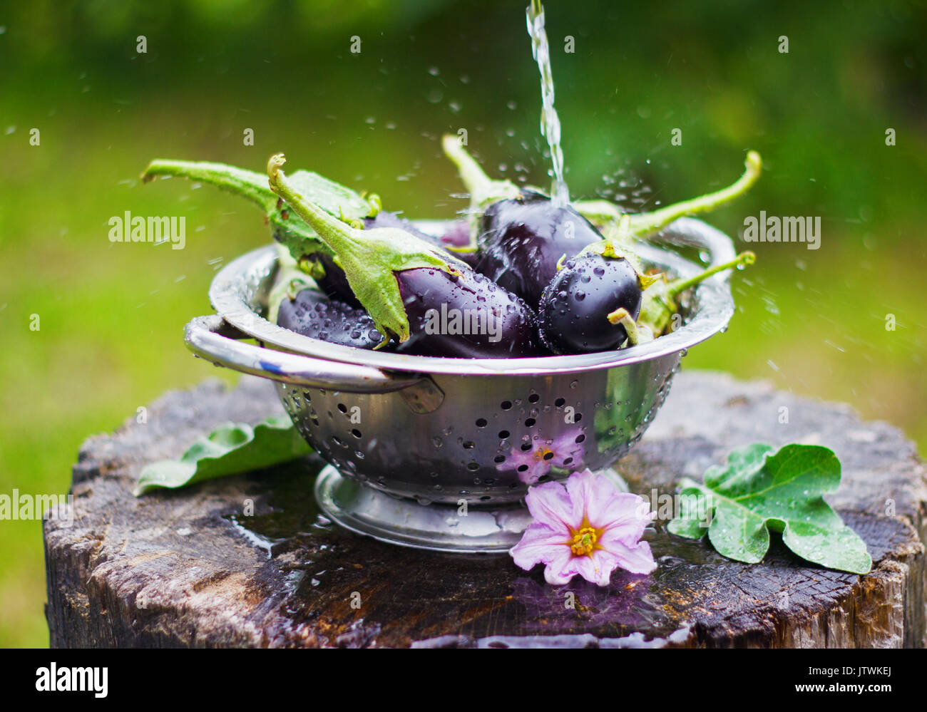 Auberginen in einem Sieb in der Straße auf einem Baumstumpf garten sommer Stockfoto