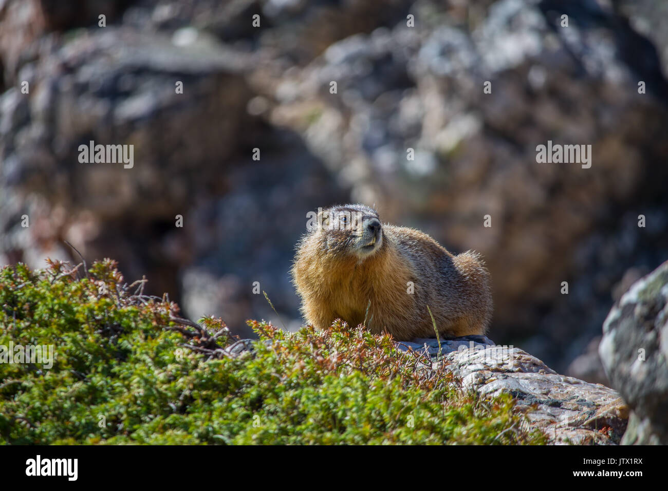 Eine gelbe bauchige Marmot ruht auf einem Boulder in den Rocky Mountains. Stockfoto