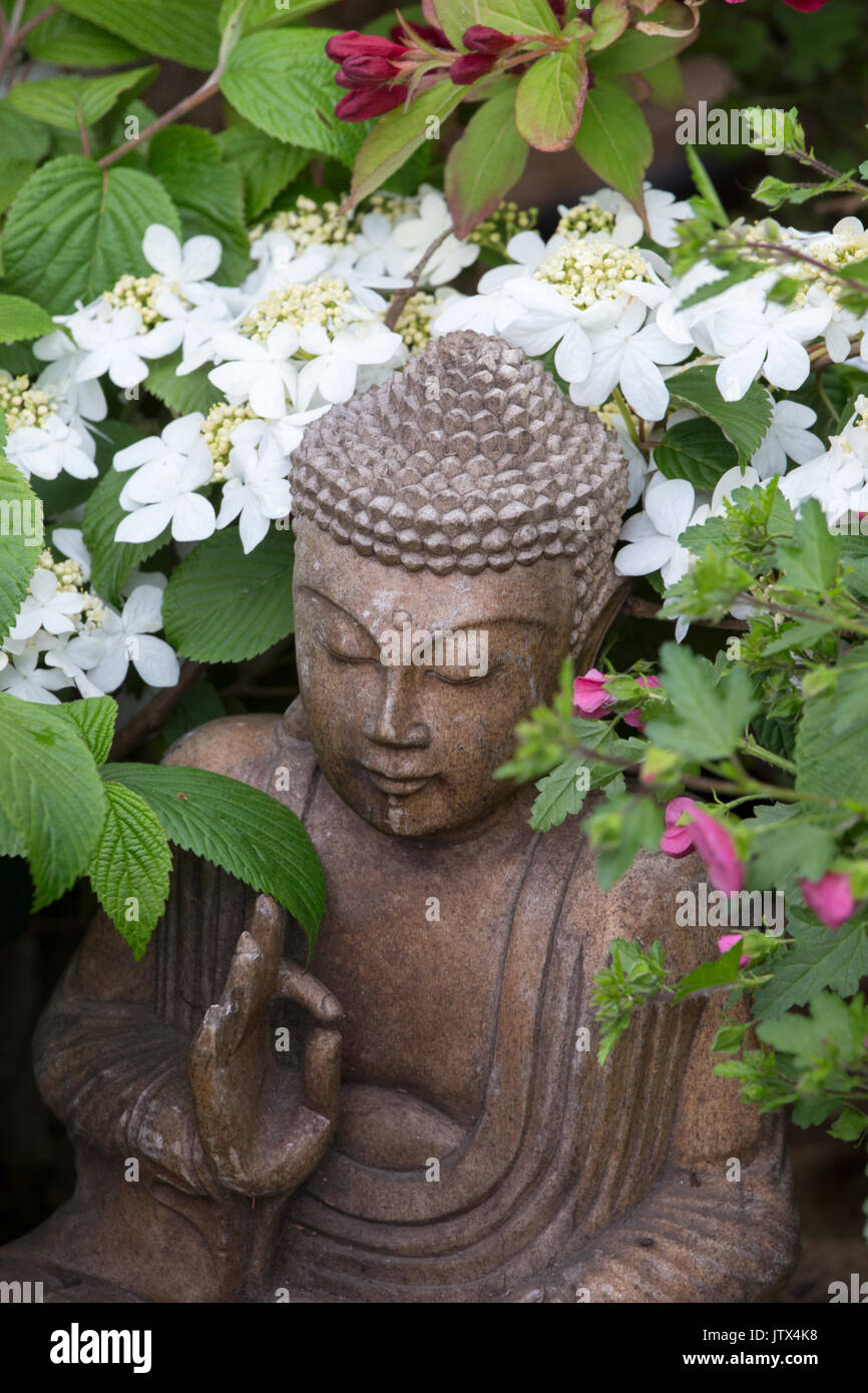 Buddha Garten Ornament und Viburnum plicatum 'Maresii' Werk Stockfoto