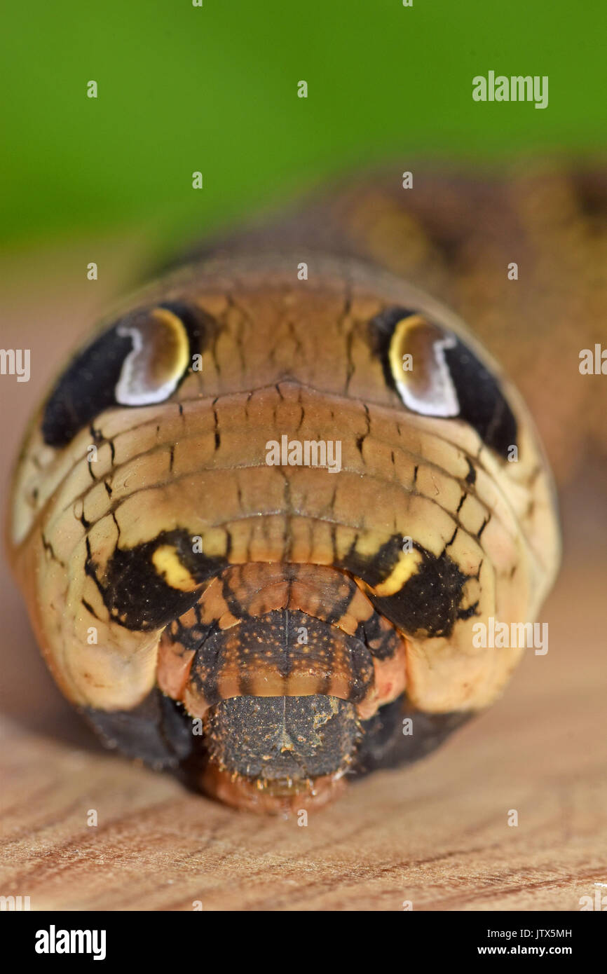 Elephant Hawk Moth Caterpillar (Deilephila elpenor) Nahaufnahme des Kopfes mit Augen-defensiven Augenflecken Stockfoto
