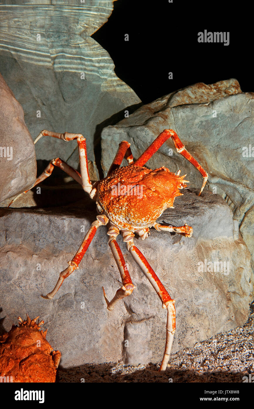 Japanese Spider Crab Or Giant Spider Crab Macrocheira Kaempferi ...