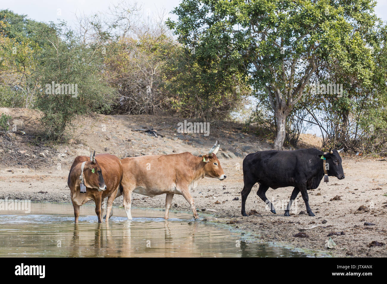 Drei Kühe in einem ländlichen Dam in ländlichen Mumalanga Stockfoto