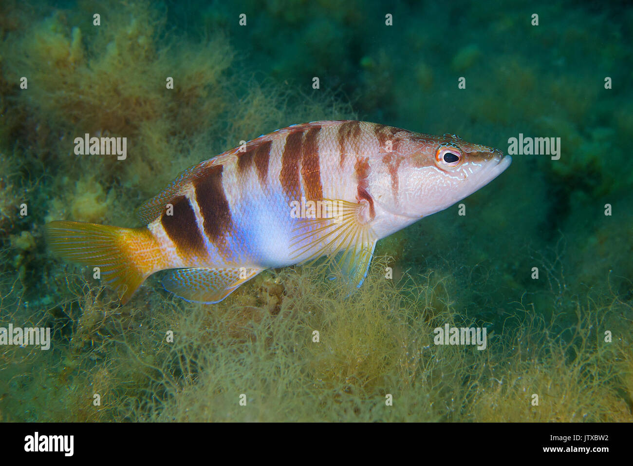 Eine gemalte Comber (Serranus scriba) zeigt seine bunten und kryptischen Design in Ses Salines Naturpark in Formentera (Balearen, Spanien) Stockfoto