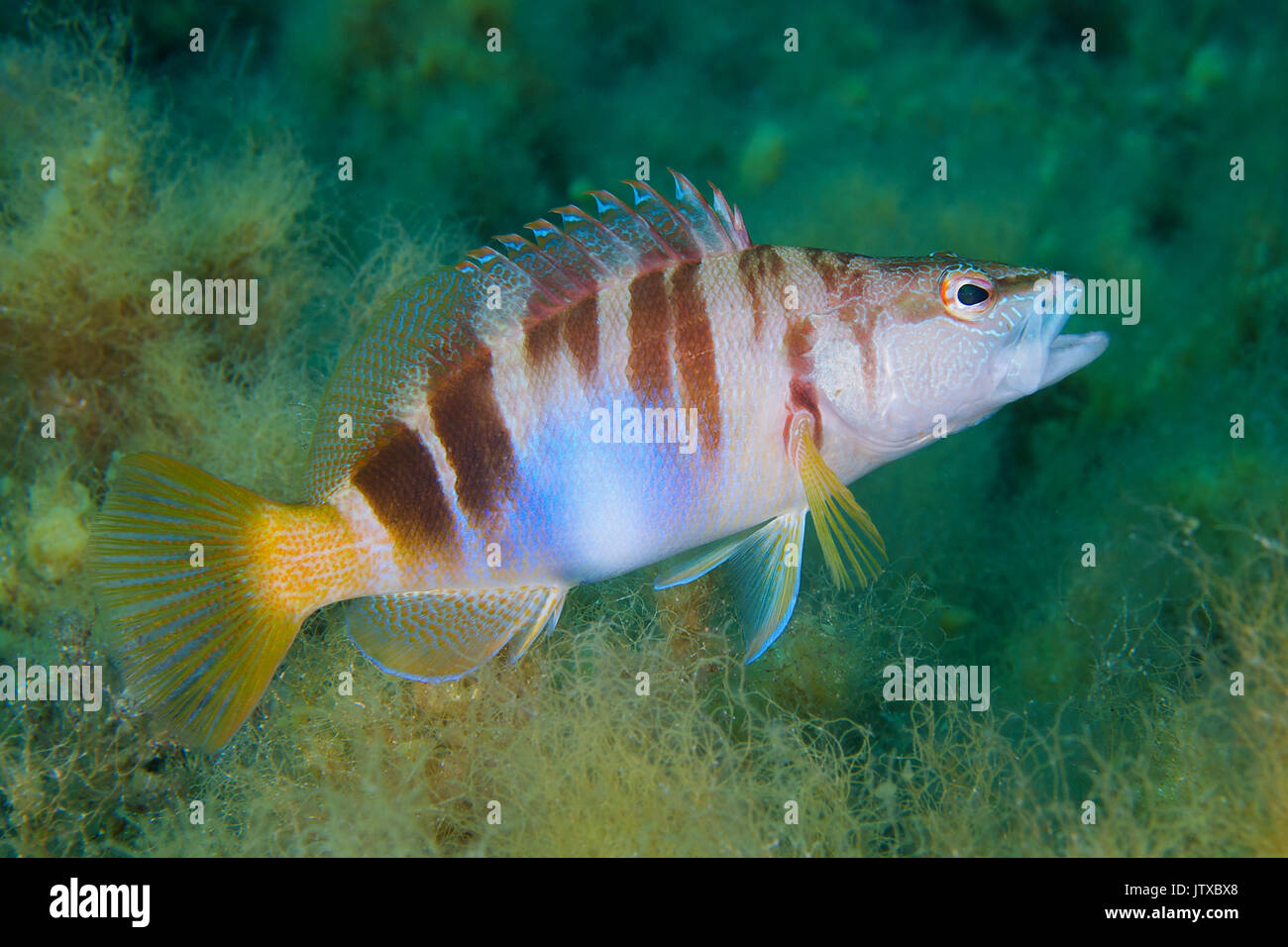 Eine gemalte Comber (Serranus scriba) zeigt seine bunten und kryptischen Design in Ses Salines Naturpark in Formentera (Balearen, Spanien) Stockfoto