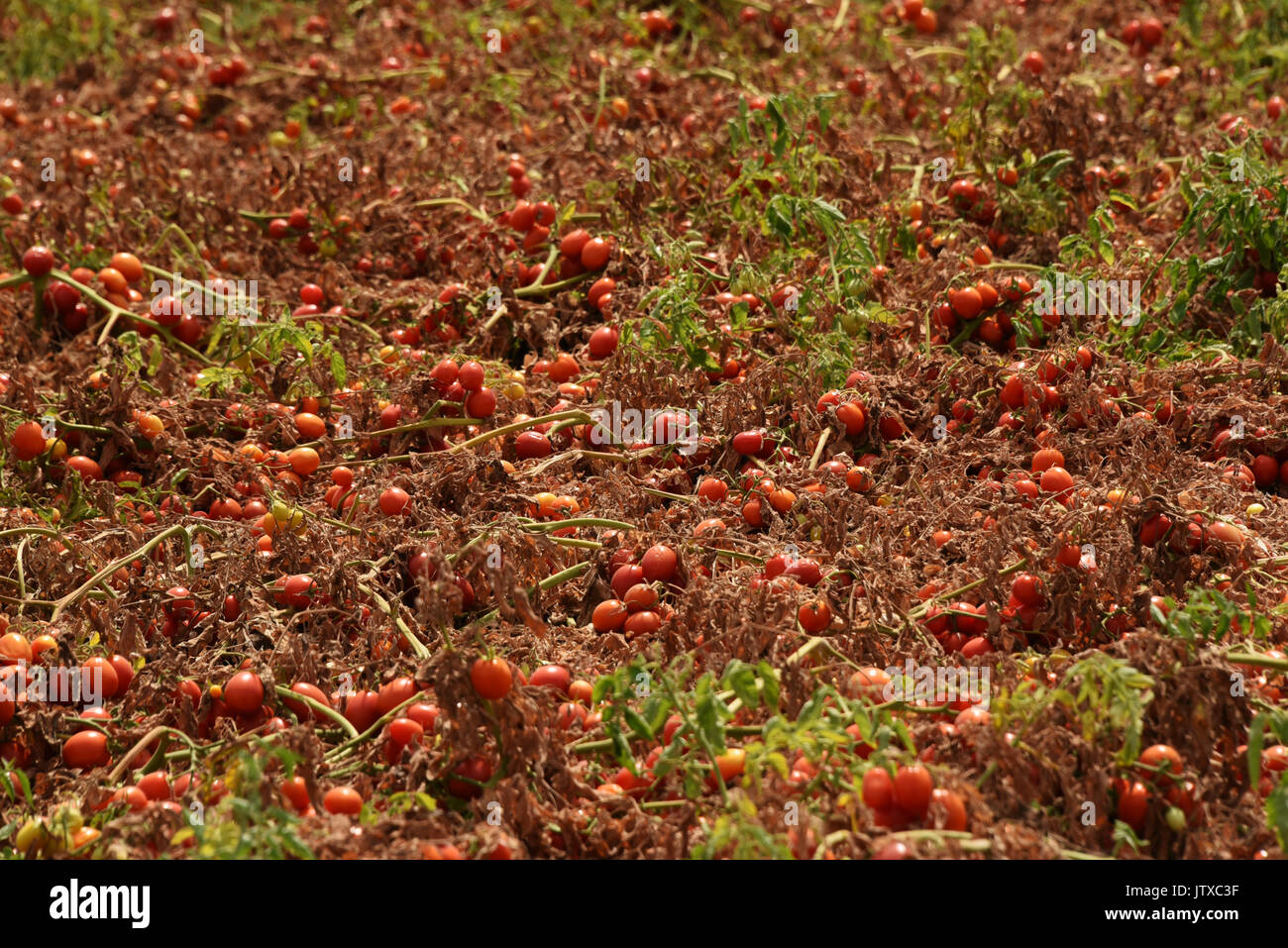 Die Ernte Der Tomaten Ernten Fur Tomatenmark In Der Fabrik Apk