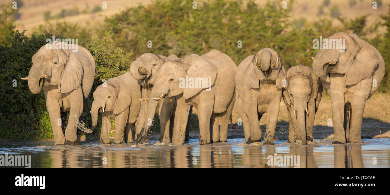 Panoramablick auf eine Herde Elefanten trinken Seite an Seite an ein natürliches Wasserloch in Savuti Stockfoto