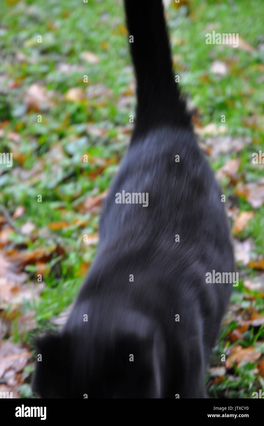 schwarze Katze Stockfoto