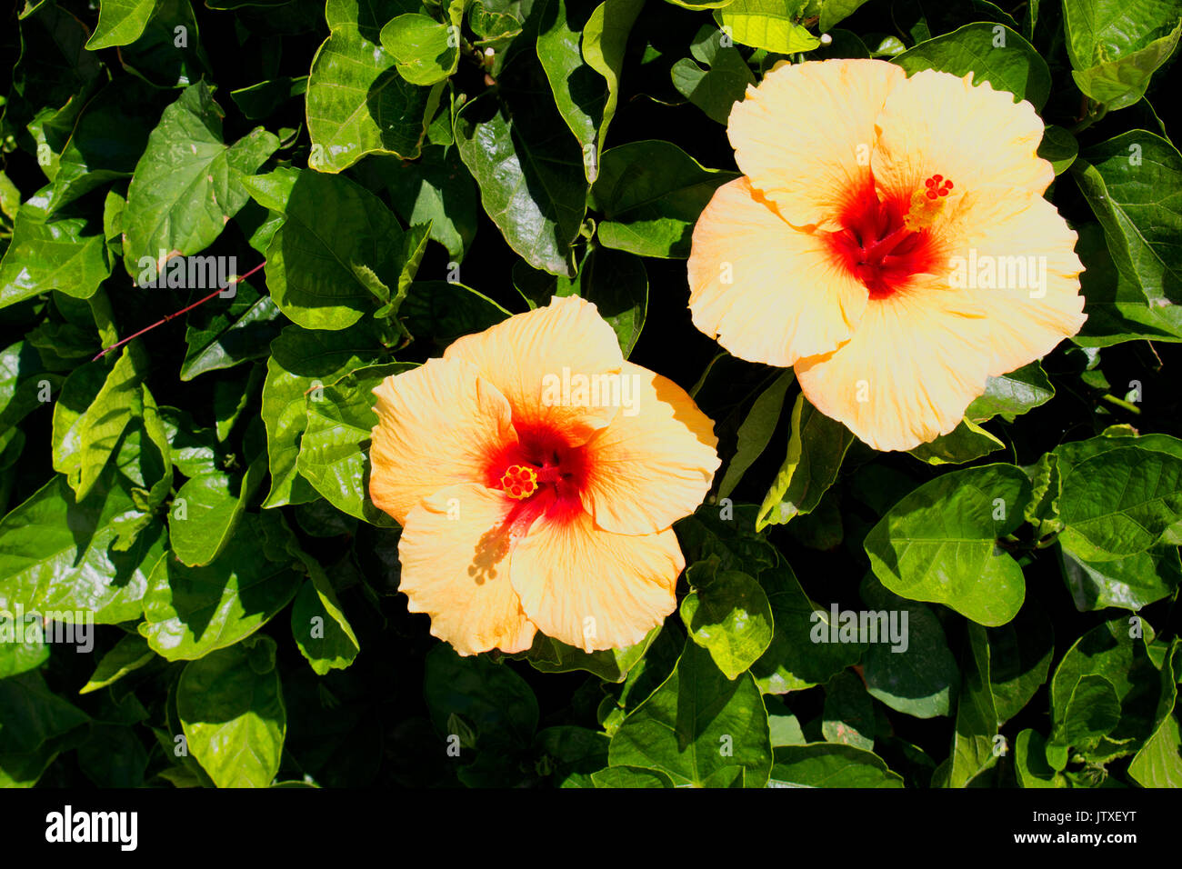 Hibiscus. Tropical Bush mit gelben Blüten. Mediterrane Pflanze. Stockfoto