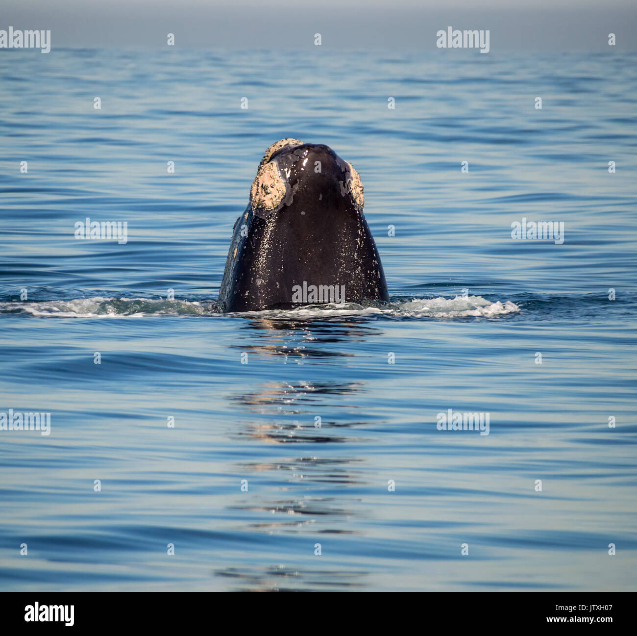 Einen Southern Right Wal spyhopping in False Bay, Südafrika Stockfoto