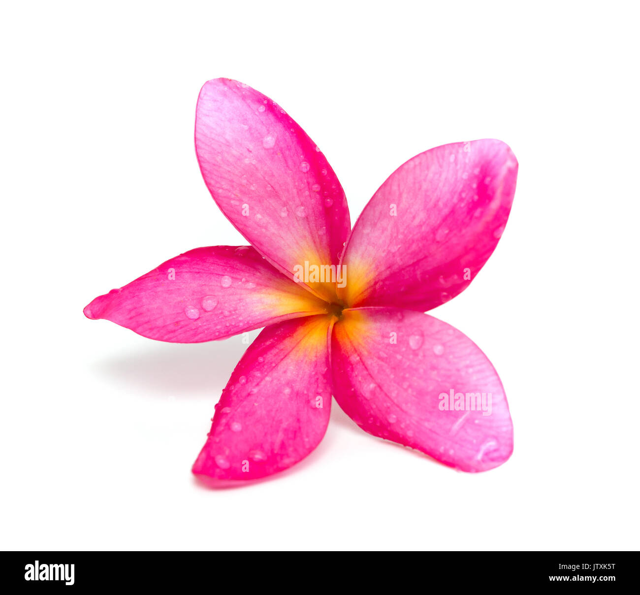 Schöne Plumeria rubra Linn auf weißem Hintergrund Stockfoto