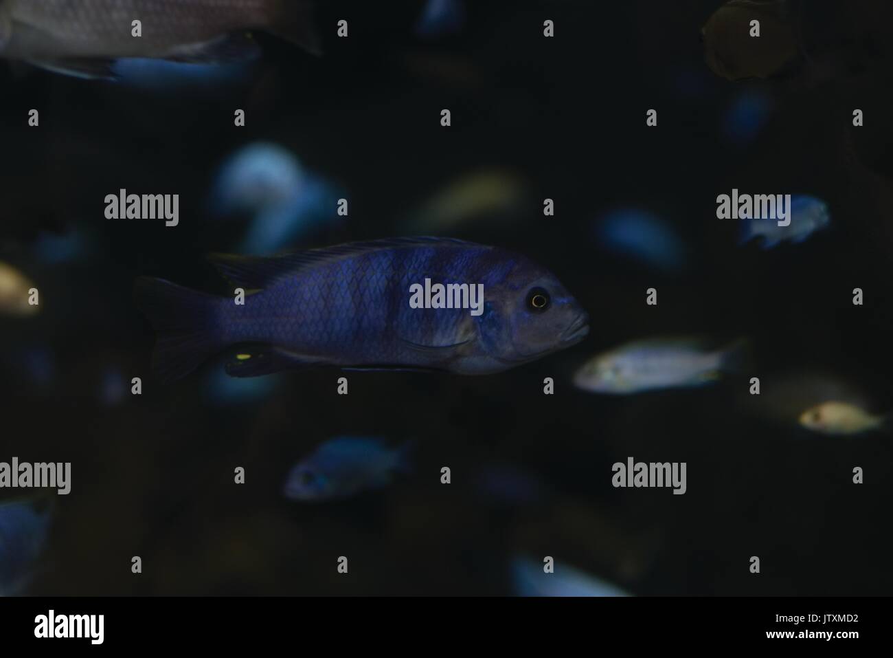 Eine kleine abgestreift Fische, schwimmen ist mit einem dunklen verschwommenen Hintergrund mit anderen Fischen um. Stockfoto