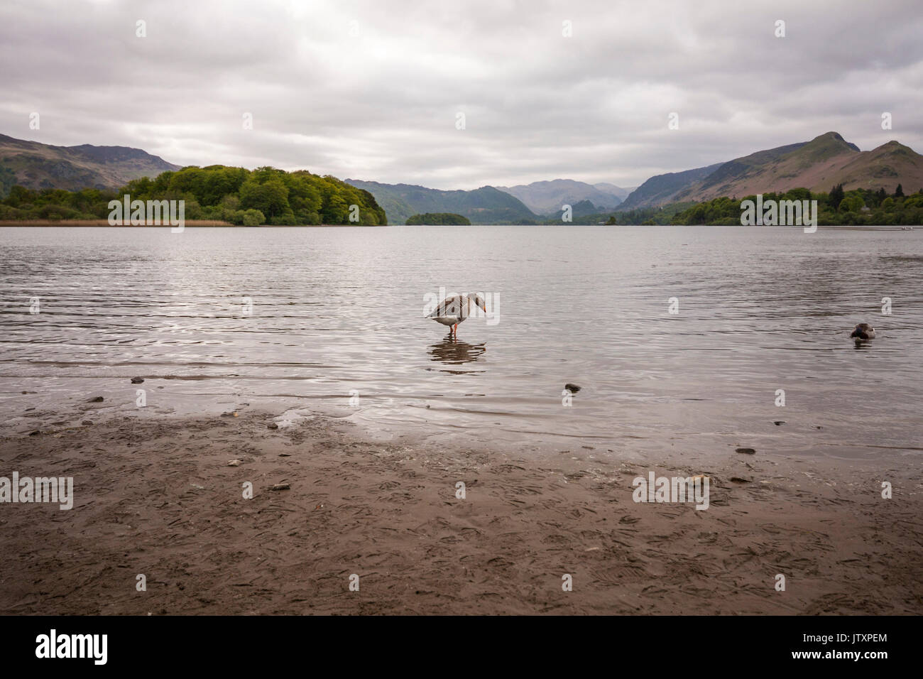 Derwentwater in Keswick, Lake District National Park, Cumbria, England, Großbritannien Stockfoto