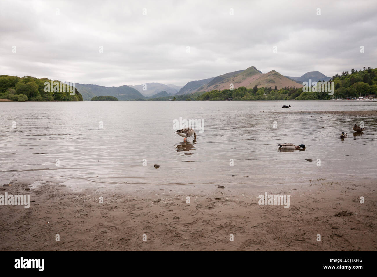 Derwentwater in Keswick, Lake District National Park, Cumbria, England, Großbritannien Stockfoto