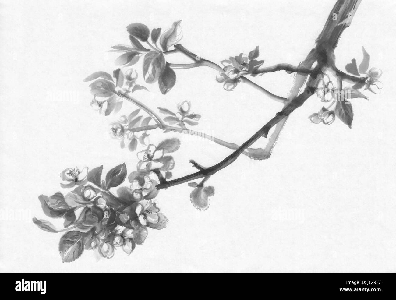 Apfelbaum Blüte Tuschemalerei Stockfoto