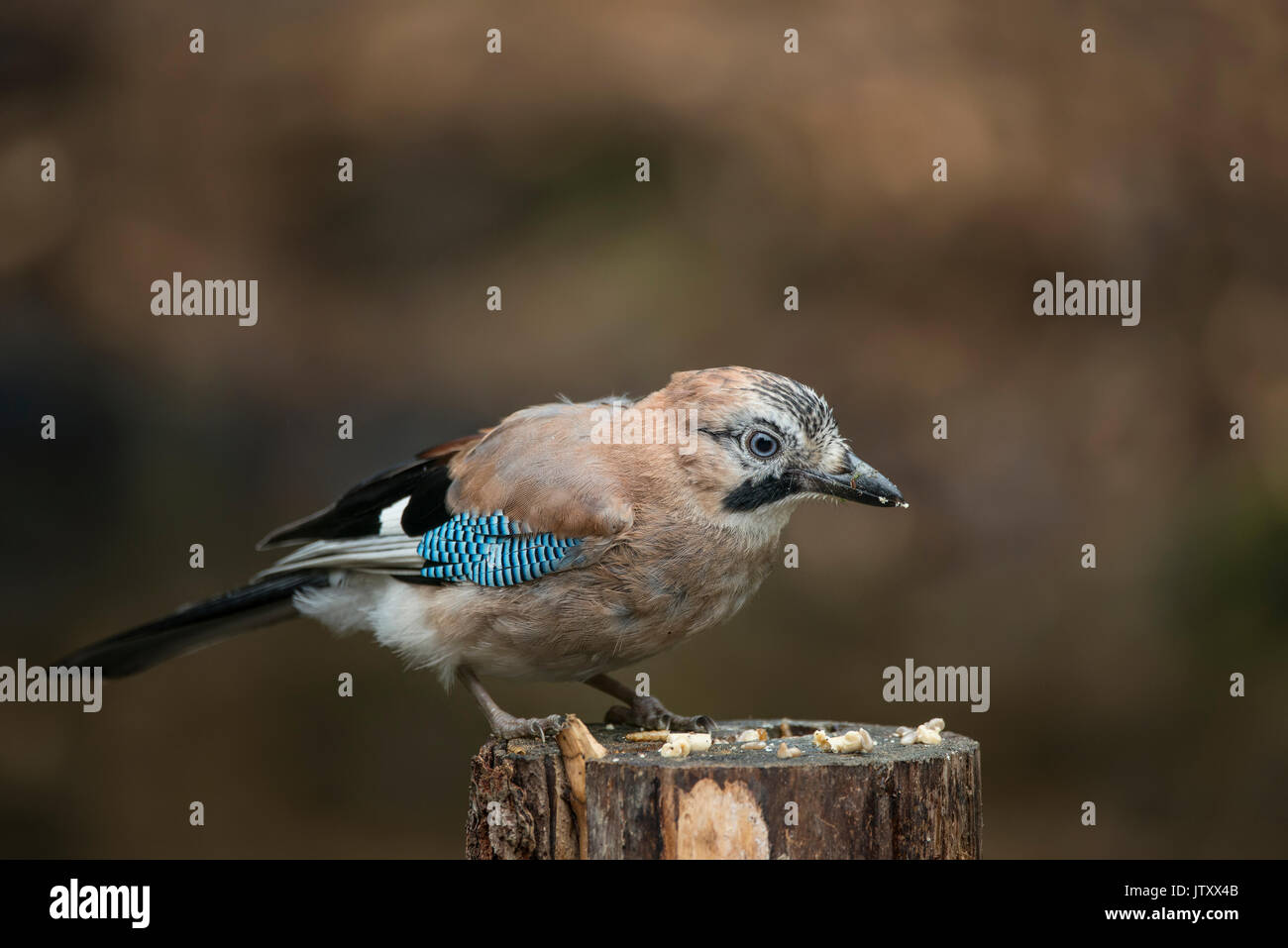 Schöne Jay Vogel Garrulus Glandarius auf Baum Baumstumpf im Wald Landschaft Einstellung Stockfoto