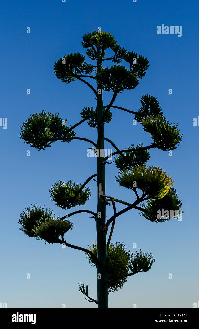 Exotische Pflanze gegen den Himmel. Stockfoto