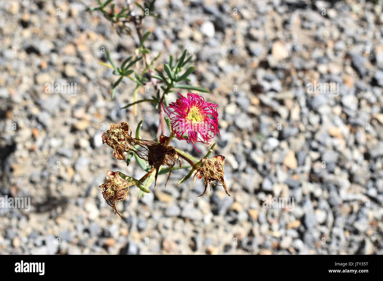 Rosa Schwein Gesicht Blumen oder Mesembryanthemum, Eis Pflanze blüht, Livingstone Gänseblümchen Blumen trocknen Stockfoto