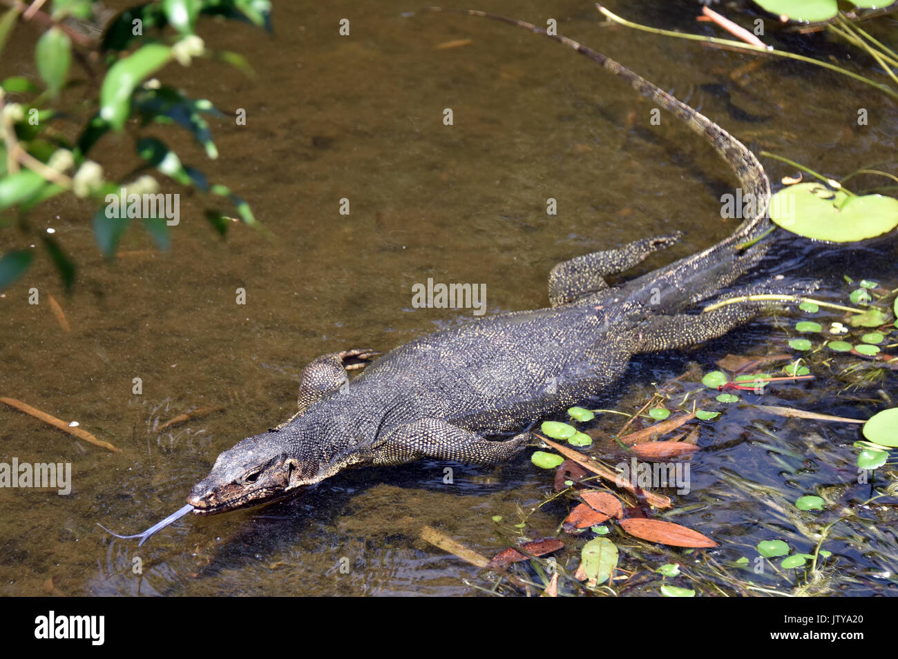 Asiatische Wasser Monitor Stockfoto