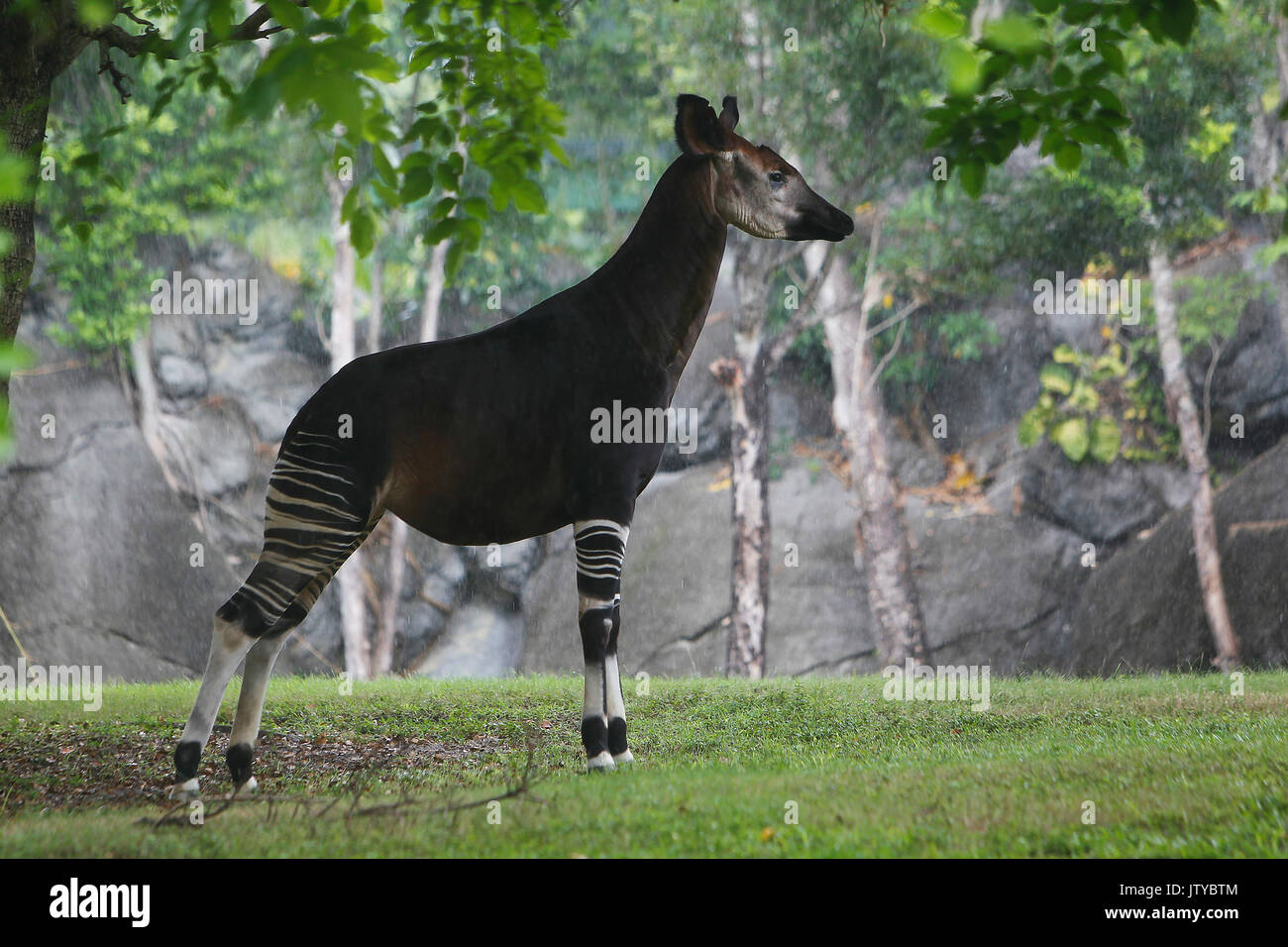 Okapi, Okapia Johnstoni, Männlich unter Regen Stockfoto