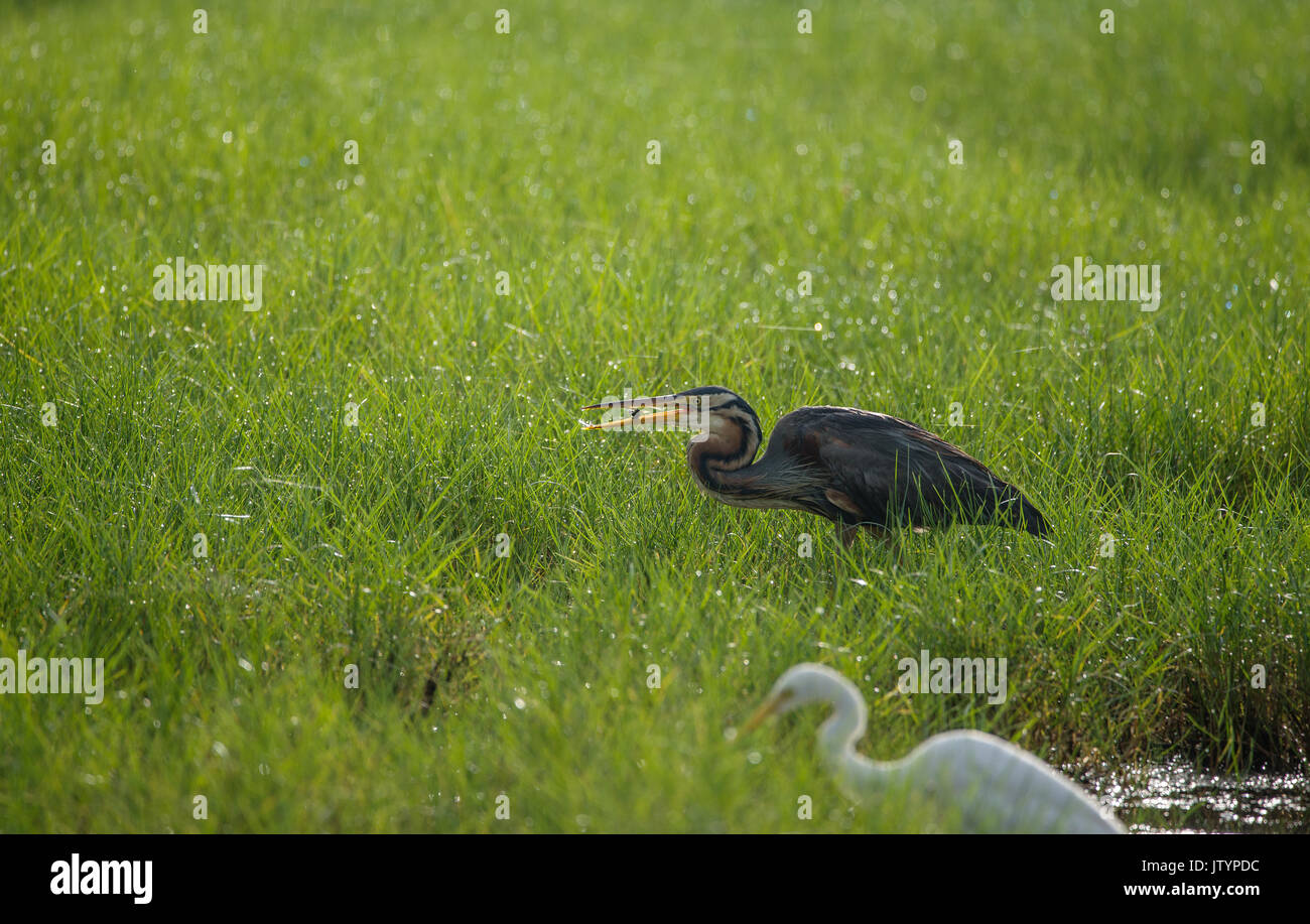 Purpurreiher mit Fang in ein grünes Feld Stockfoto