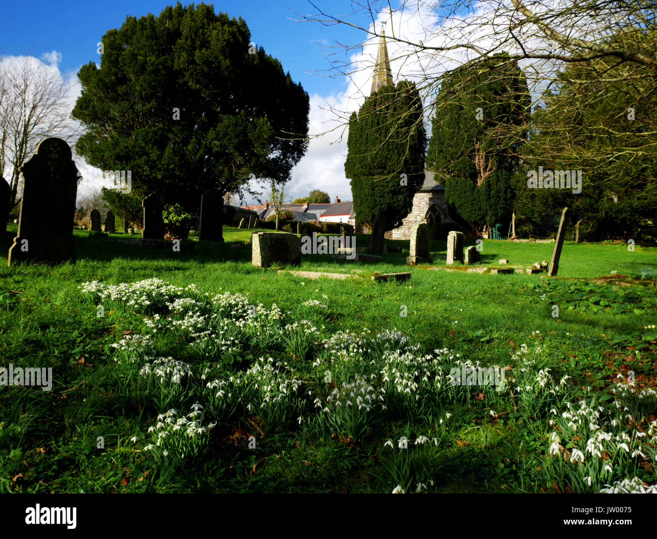 Eine Show von schneeglöckchen auf dem Friedhof in St. Ewe, Cornwall. Stockfoto