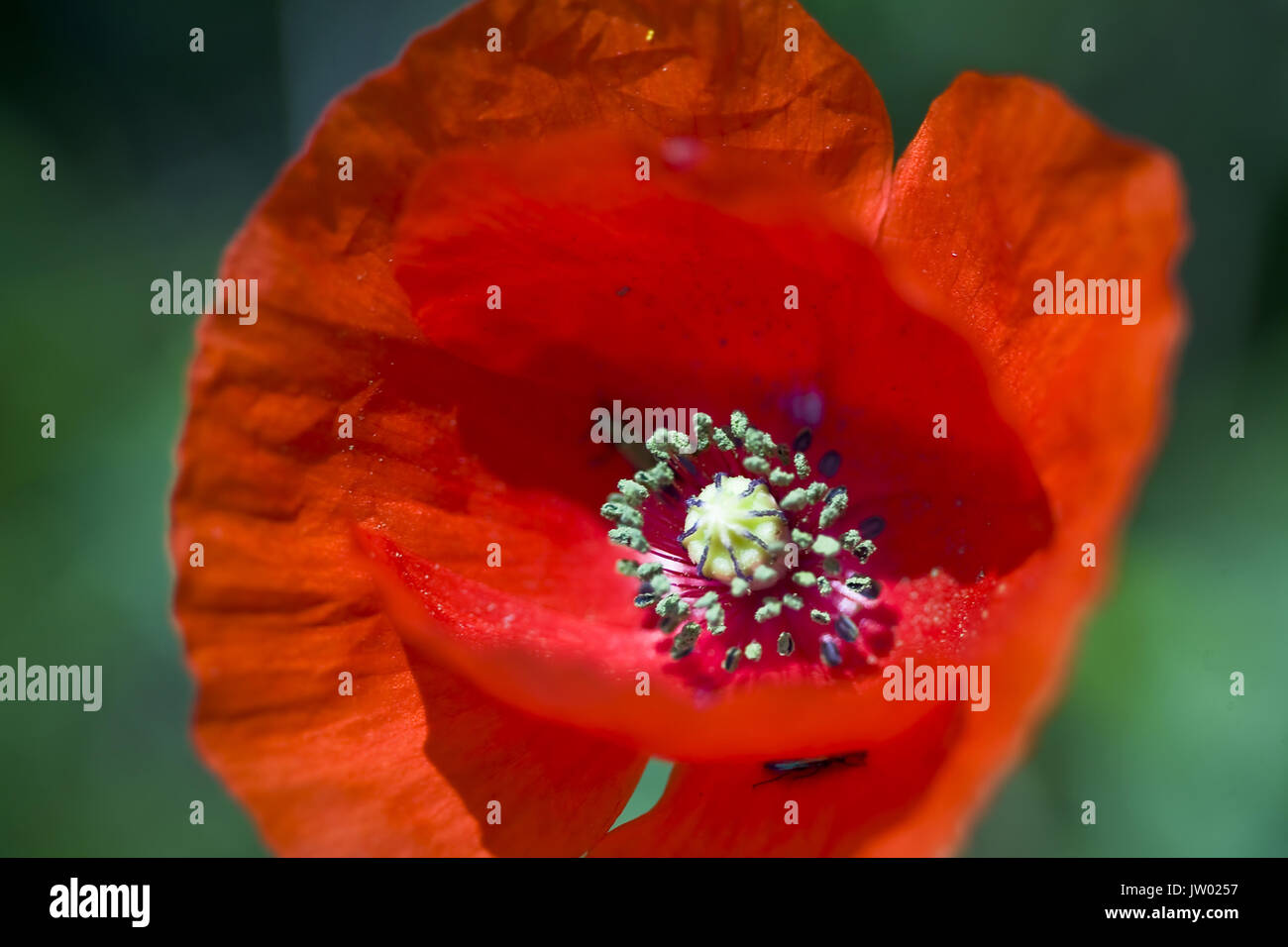 Poppy Wild ist eine Pflanzenart der Gattung Papaver fanerógama, aus der Familie der Papaveraceae Stockfoto