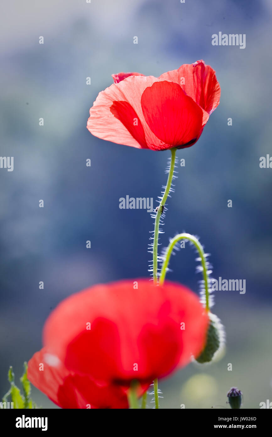 Poppy Wild ist eine Pflanzenart der Gattung Papaver fanerógama, aus der Familie der Papaveraceae Stockfoto