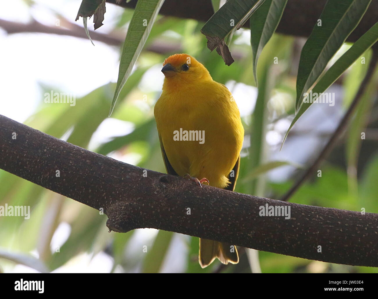 Männliche Südamerikanischen Safran Finch (Sicalis flaveola), native auf den breiteren Amazonasbecken. Stockfoto