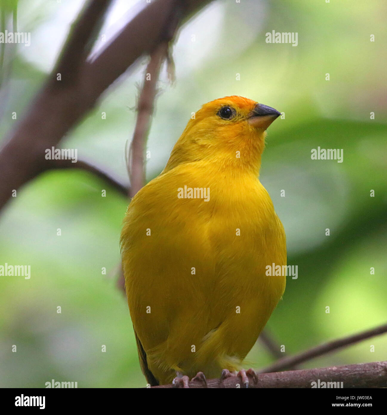 Männliche Südamerikanischen Safran Finch (Sicalis flaveola), native auf den breiteren Amazonasbecken. Stockfoto